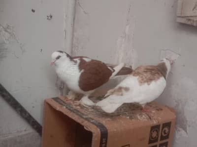 faintail sherazi pair