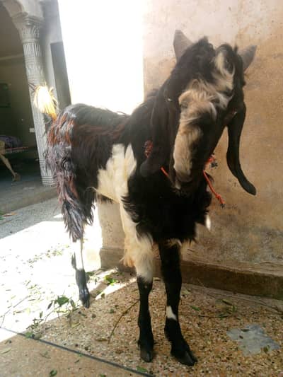 Bakra for sale
