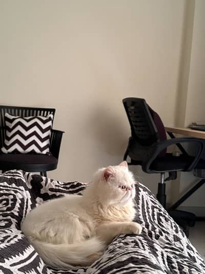 Cat for sale