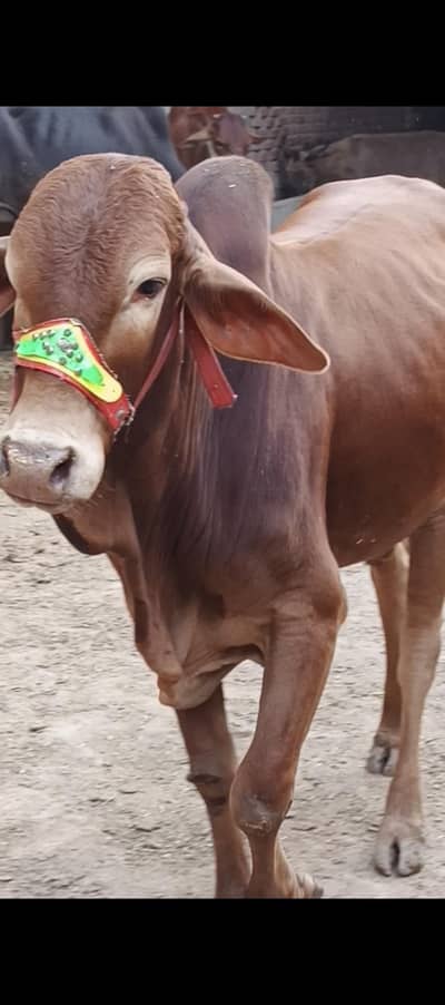 Qurbani Buffalo 2026 (39000)Ra.