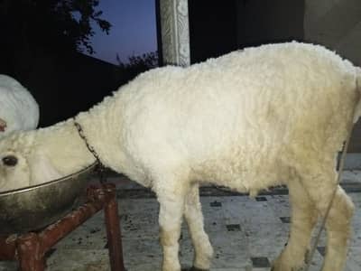 Qurbani ke liye Chatra