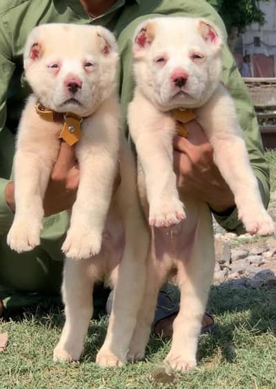 aghan kuchi Dog | pure Afghan Kuchi puppies pair | Afghan Kuchi dog