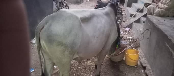 Bull for sell urgent