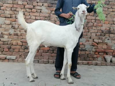 goats for sale