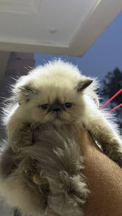 Peke Face Himalayan Colour Cat Pair for Sale – 3 Months Old (Male
