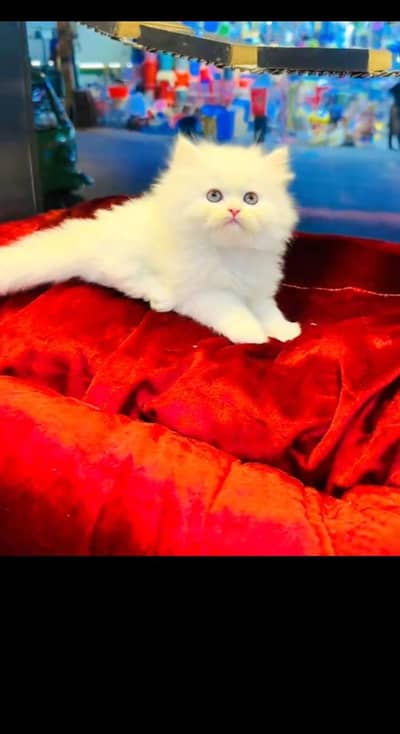 persian cat for sale MywatsapppNumber0348-55-58-176