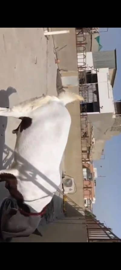 bakra for sale 0319/3933468