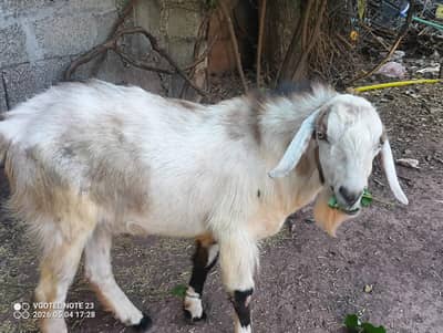goat for sale  (bakra)