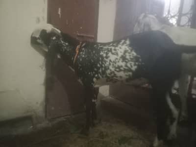 bakra 2 dant wla for sale in Iqbal town