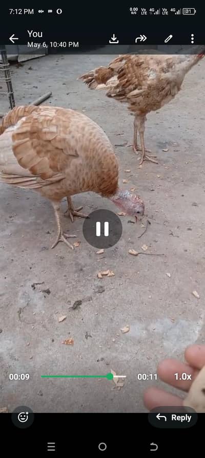 Turkey Bird Eggs
