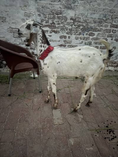 Beautiful beatal qurbani Goat
