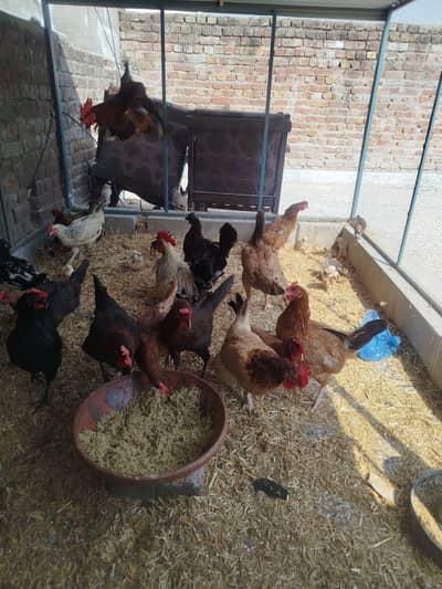 16 Hens & 2 Cock to sell