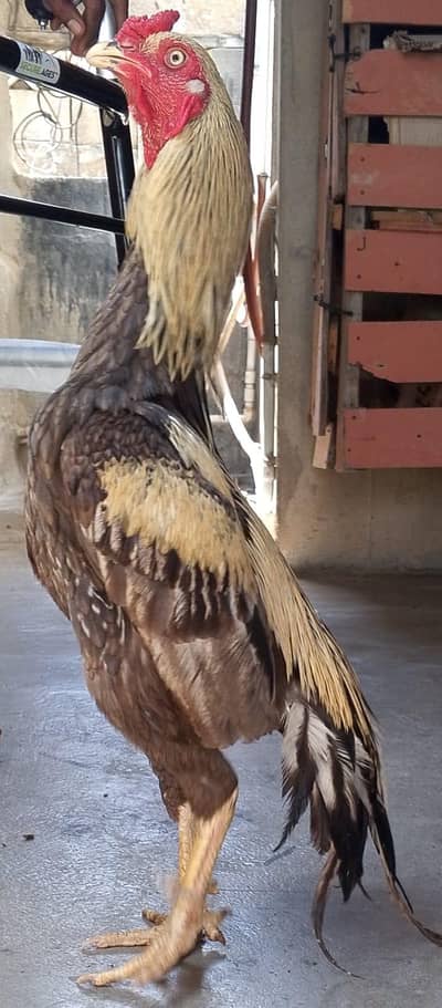FIighter Aseel Bird