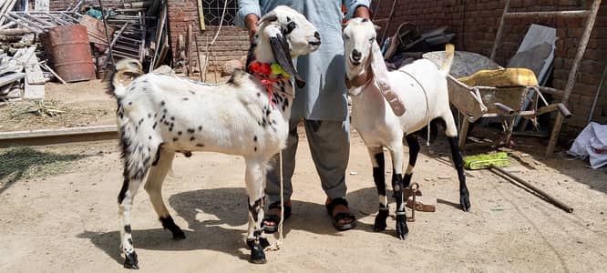 MASHALLAH Premium Qurbani Jori - 1 Year 2 Dant