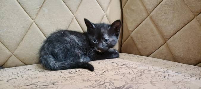 2 persian one male or one female