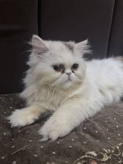 Pure White Persian Cat