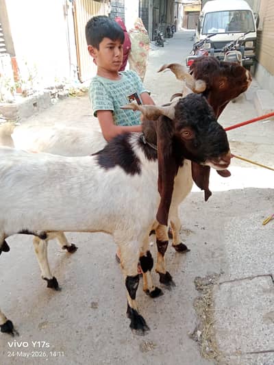 2 dant Bakro Ki jori