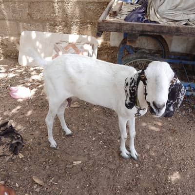 bakri