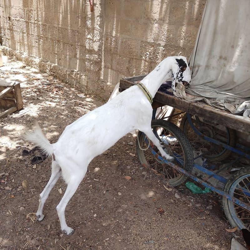 bakri 2