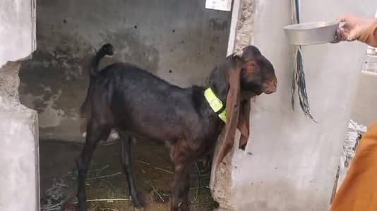 kamori bakra aandu