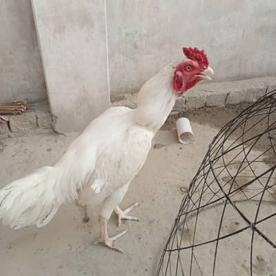 Heera Aseel / White Aseel