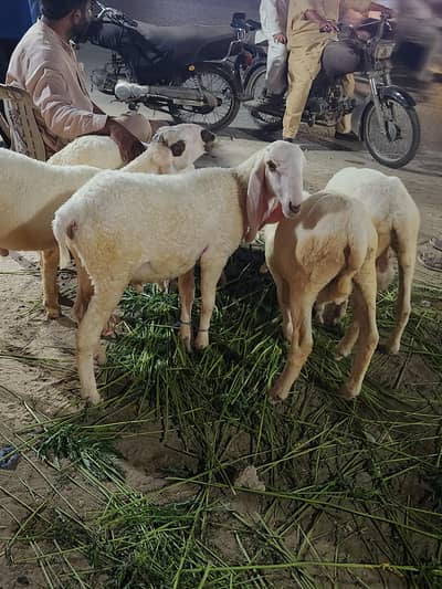 larkana dumb