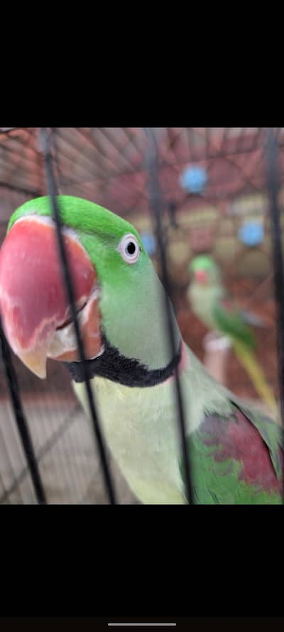 Alexander Raw Parrot