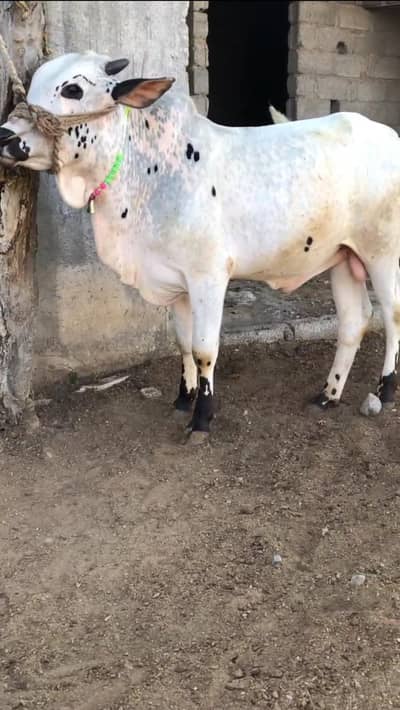 fatehjangi bulls for sale . . .