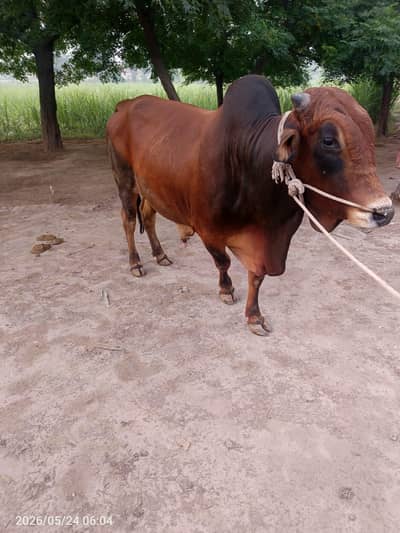Sahiwal Bull for Eid Qurban -  ساہیوال بچھڑا