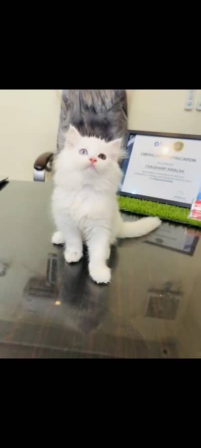 persian cat for sale MywatsapppNumber0348-55-58-176