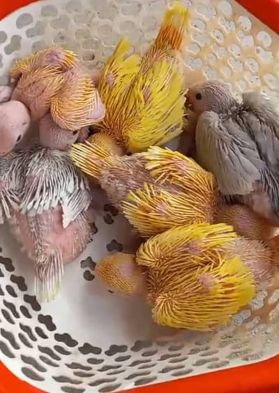yellow and lacewing ringneck/03156376925