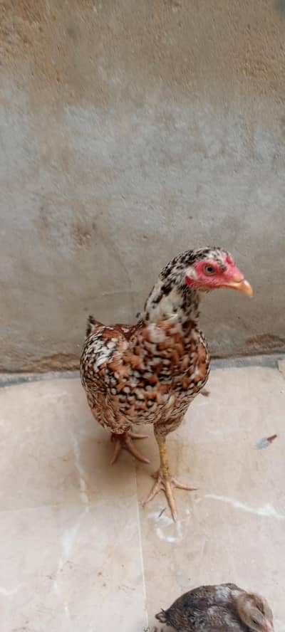ek murgi 3 bachay ergengt sale kerni hai
