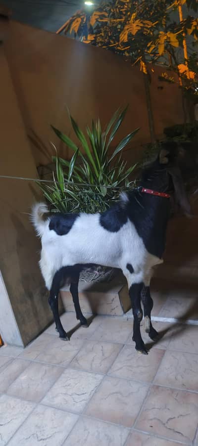 Goat for sale