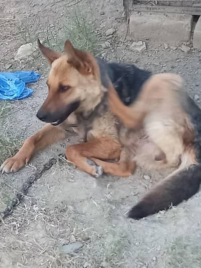 Female german shepherd