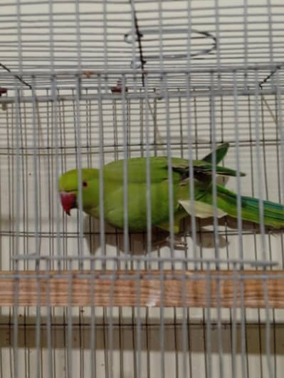 Healthy Female Parrot for Sale