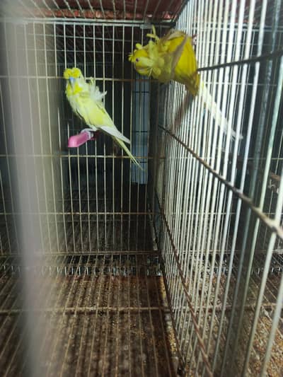 lotino and budgie hogoromo pair for sale. .