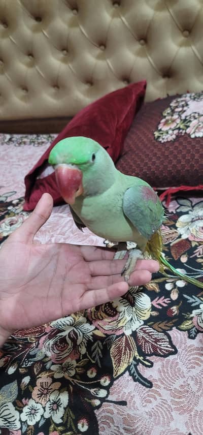 Alexendar kashmiri Raw pair