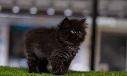_Pure Black Persian Kitten_
