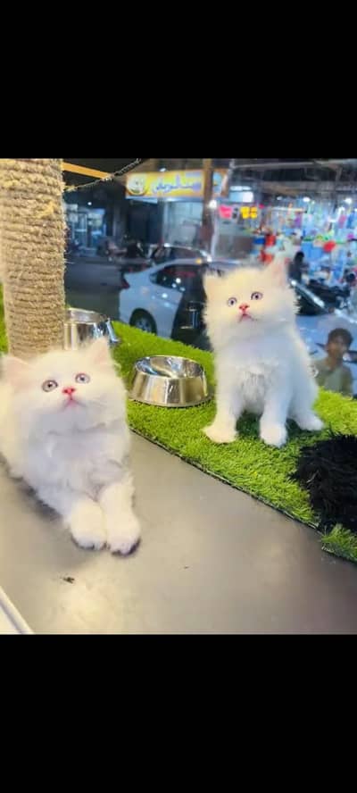 persian cat for sale MywatsapppNumber0348-55-58-176