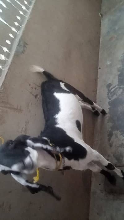 urgent goat for sale