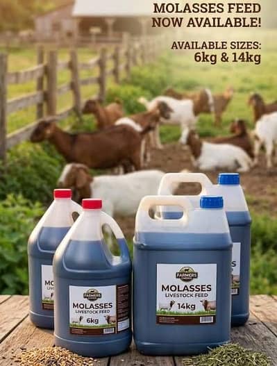 Molasses Or Sheera Rab