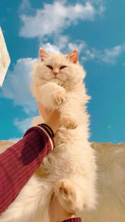 I am selling my cat 