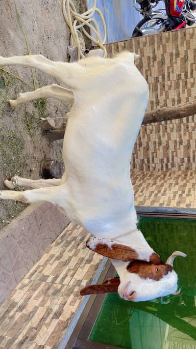 DESI BAKRA FOR SALE GHAR KA PALA HUA