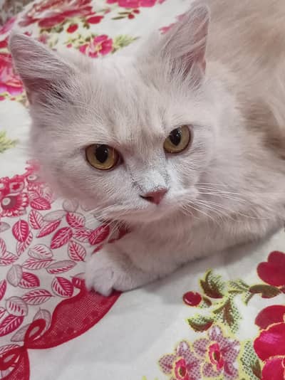 Russian cat