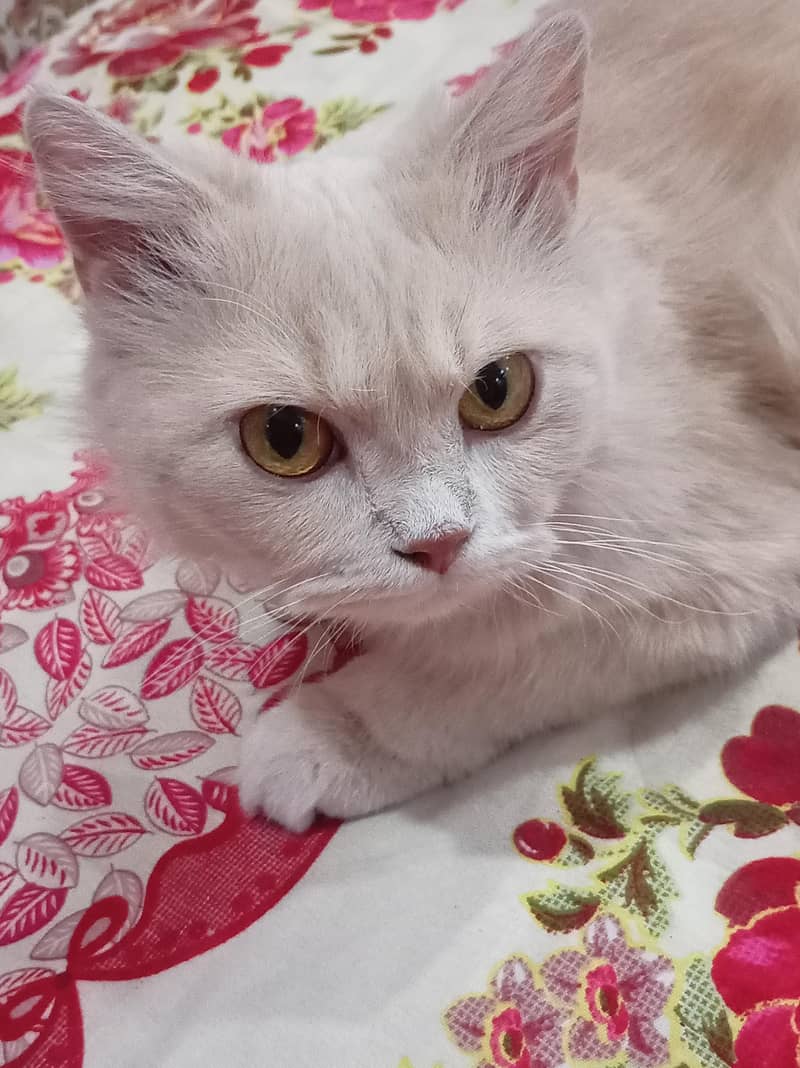 Russian cat 0