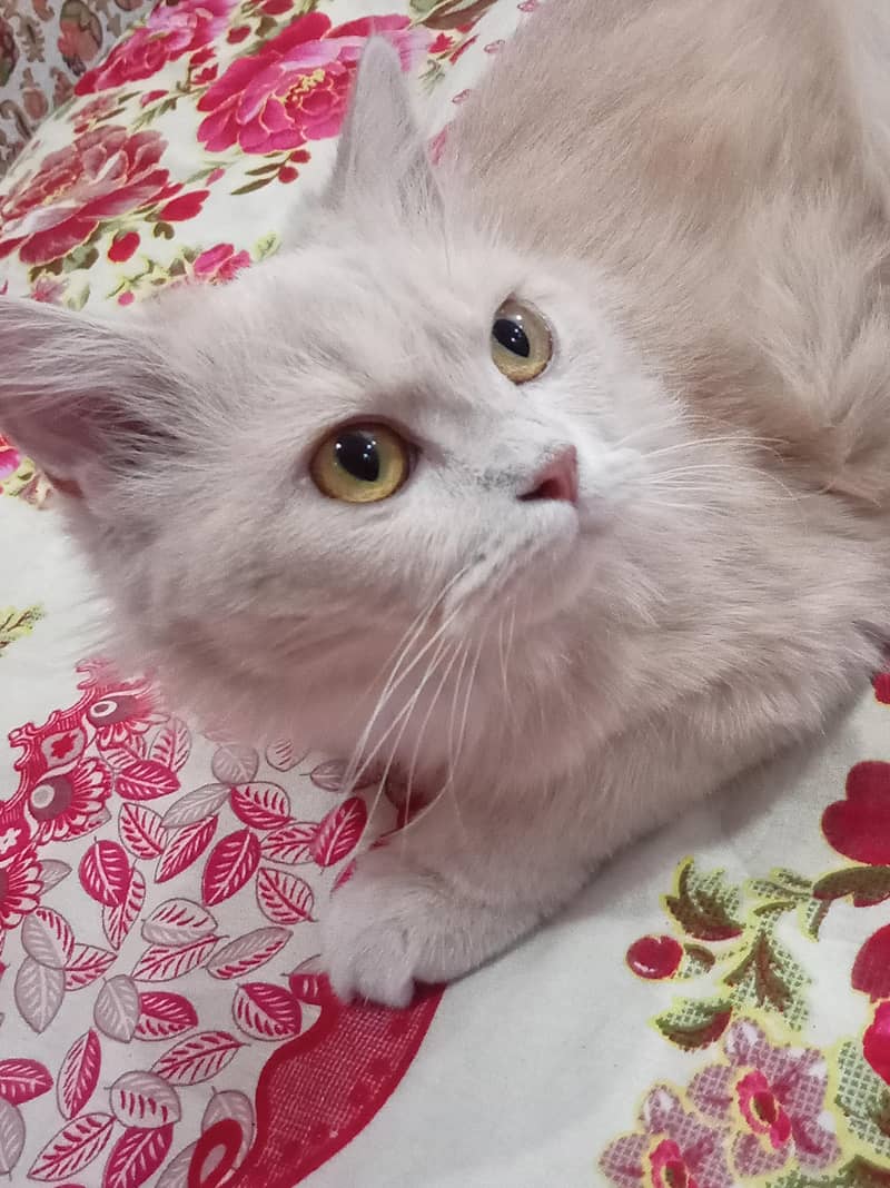 Russian cat 1