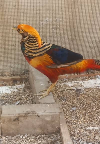Breeder pair available for sale urgently