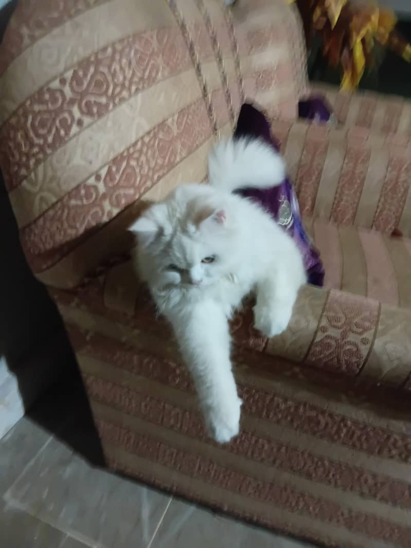 family cat 0