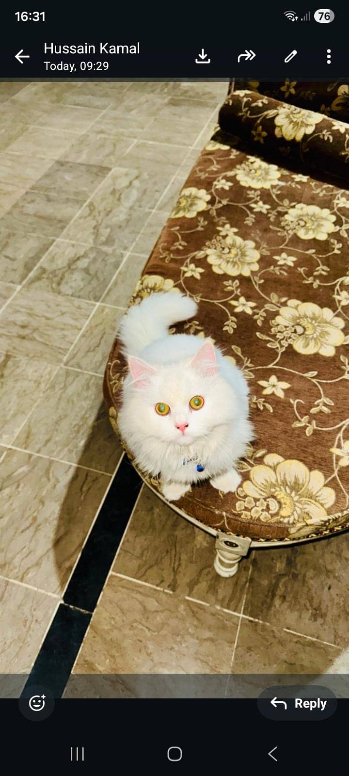 family cat 1