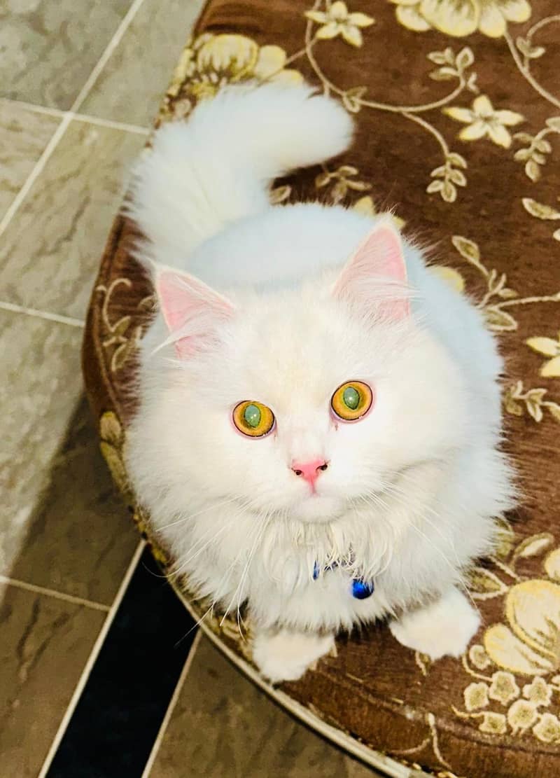 family cat 2